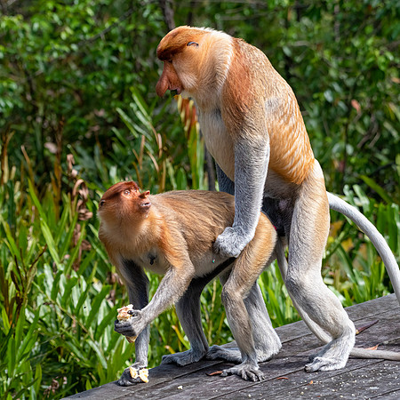 Proboscis Monkey -8