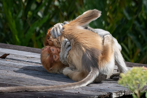Proboscis Monkeys Fighting -3