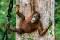 Orangutan Rehabilitation -3