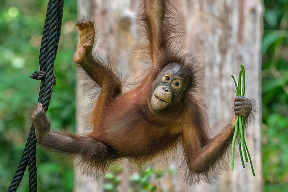 Orangutan Rehabilitation -3