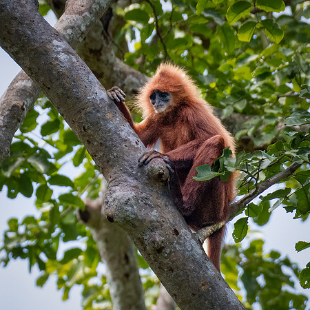 Red Langur -2