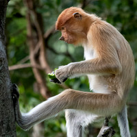 Proboscis Monkey -7