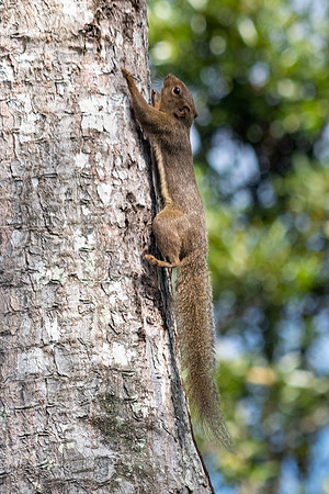 Plantain Squirrel -2
