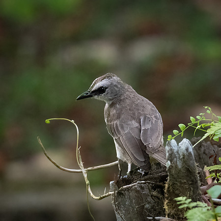Yellow-vented Bulbul