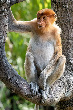 Proboscis Monkey -6