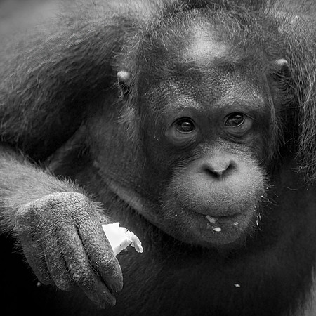 Orangutan Rehabilitation -5