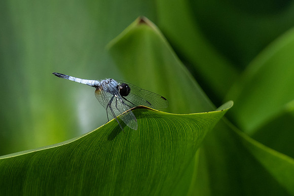 Male Pond Adjutant