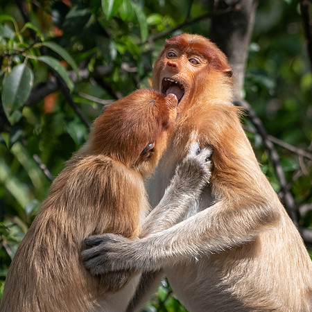 Proboscis Monkeys Fighting -1