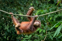 Orangutan Rehabilitation -2