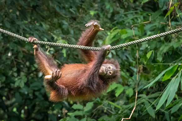 Orangutan Rehabilitation -2