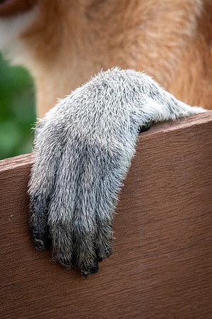 Proboscis Monkey Hand
