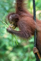 Orangutan Rehabilitation -4