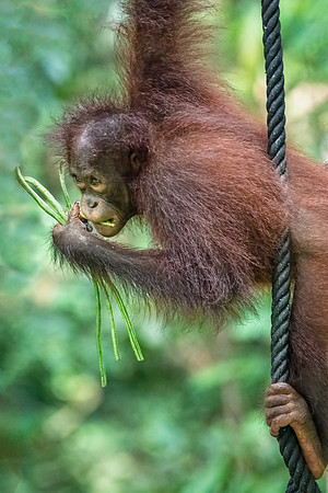 Orangutan Rehabilitation -4