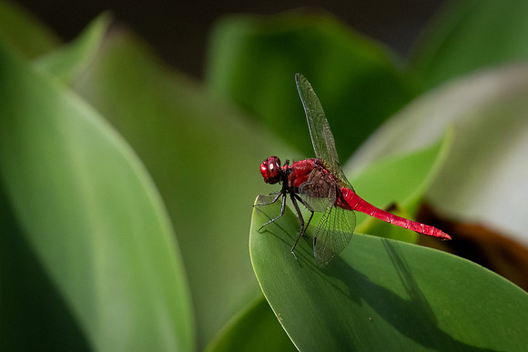 Rufus Marsh Glider -1