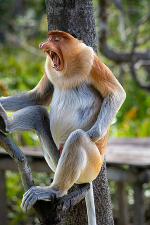 Proboscis Monkey -3