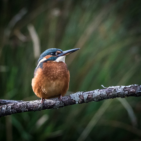 Kingfisher Perched
