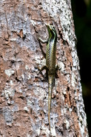 Striped Tree Skink
