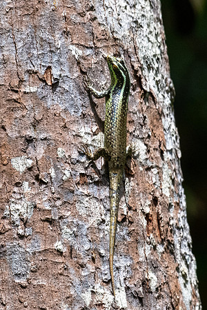 Striped Tree Skink