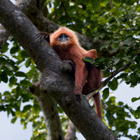 Red Langur -1