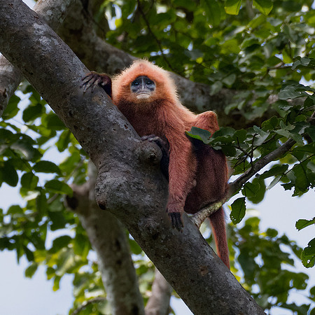 Red Langur -1