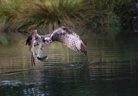 Osprey with Fish - 2