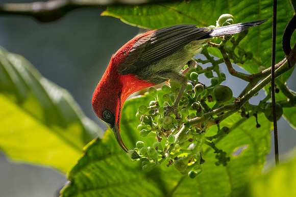 Crimson Sunbird