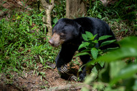 Sun Bear -1