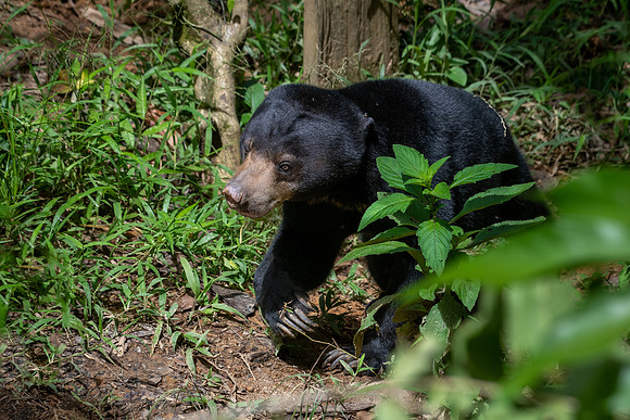 Sun Bear -1