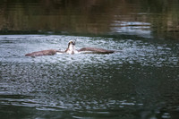 Osprey in Water