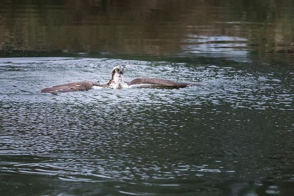 Osprey in Water