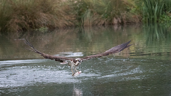 Osprey with Fish - 4