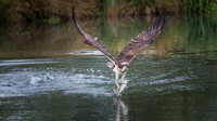 Osprey with Fish - 5