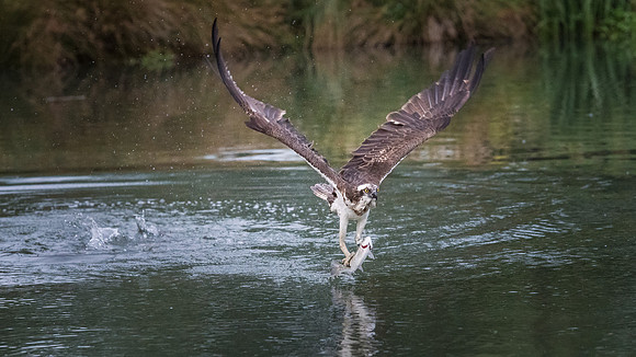 Osprey with Fish - 5