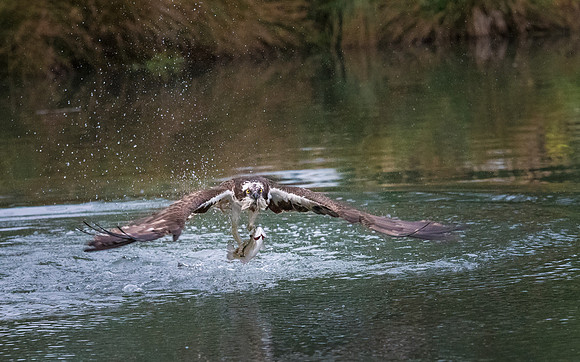 Osprey with Fish - 3