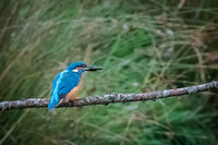 Kingfisher with Fish