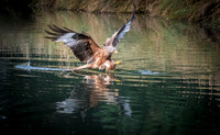Red Kite Targeting a Fish