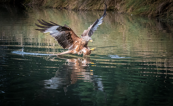 Red Kite Targeting a Fish