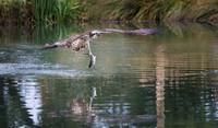 Osprey with Fish - 1