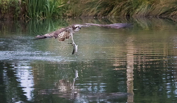 Osprey with Fish - 1
