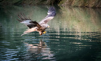 Red Kite Over Water