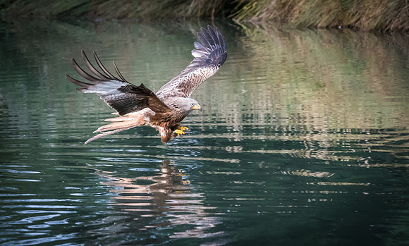 Red Kite Over Water