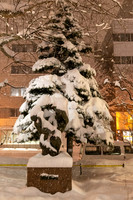 Tree in the Snow