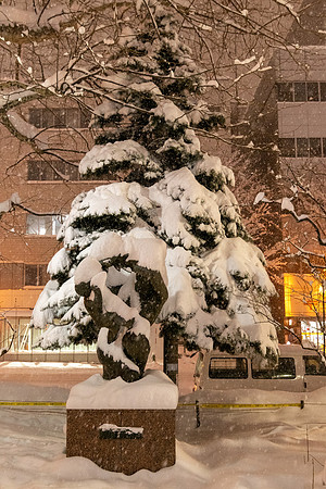 Tree in the Snow