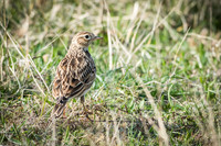 Skylark