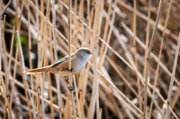 Bearded Tit Female