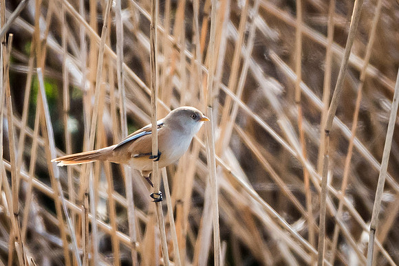 Bearded Tit Female