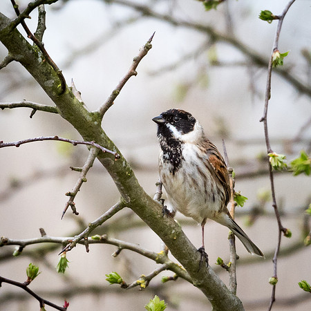 Reed Bunting Male