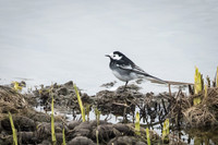 Pied Wagtail