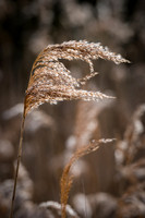 Blowing in the Wind