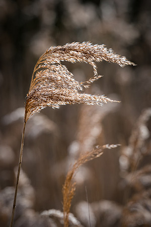 Blowing in the Wind
